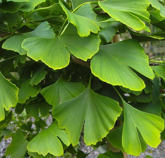 Divdaivu ginks